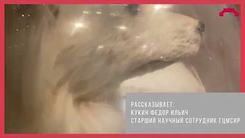Экспонат дня. Чучело собаки Козявки.