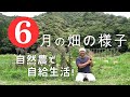 【自然農】自然農で自給生活 ！ 6月の畑の様子 2021/6/25　[Natural farming] Self-sufficiency life through natural farming