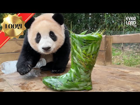 푸바오 최애 조합 장난감 선물했더니ㅋㅋㅋ | 에버랜드 아기판다 #푸바오 (Panda <strong>FuBao</strong>)
