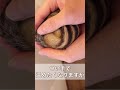 シマリス豆知識3【体温】/ Chipmunk's temperature #Shorts