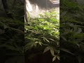End of week 7