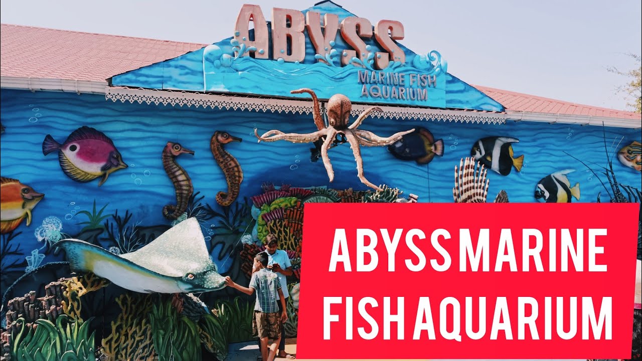 Abyss Marine Fish Aquarium Best Fish Aquarium in Goa YouTube