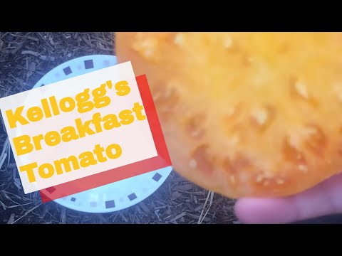 Video: Kellogg's Breakfast Tomato Information: Tomato 'Kellogg's Breakfast' Variety