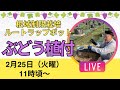 根域制限栽培ルートラップポット【ぶどう植付】ライブ 2月25日(火曜)11時頃より