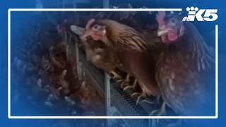 Bird flu confirmed in backyard flock in Kittitas County