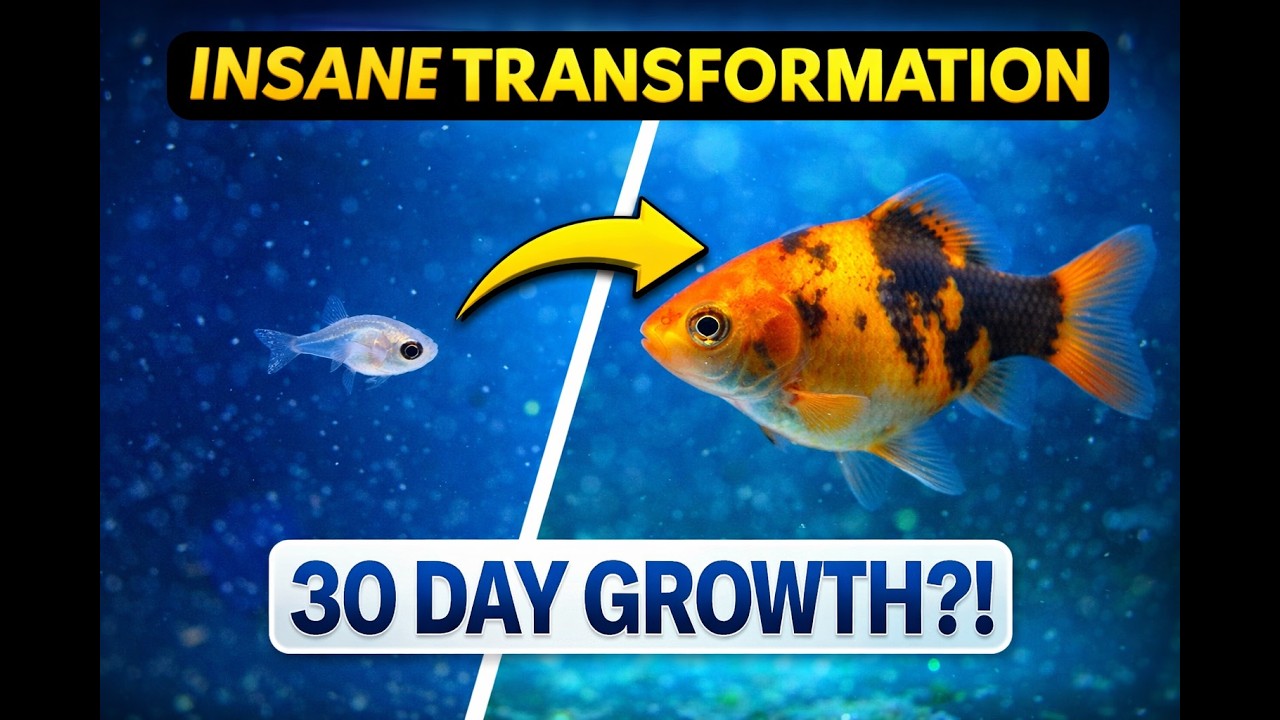 Fish Growth Time Lapse – From Tiny Fry to Full Size in 30 Days - YouTube