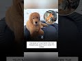 From a little pup to absolute trampoline chaotic energy. 🐾 #dog #puppy #funny