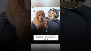 From a little pup to absolute trampoline chaotic energy. 🐾 #dog #puppy #funny