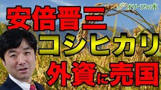 種子法廃止を解説。コシヒカリがなくなる？日米FTA、遺伝子組み換え、モンサント、安倍晋三、竹中平蔵、小泉進次郎。