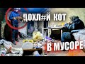 СЛАБОНЕРВНЫМ НЕ СМОТРЕТЬ! // КОТ В ГОРЕ МУСОРА