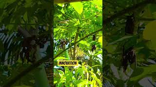 innovation 6 of ariya veteriner in date 23.4.2026