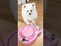 Cute dog dog cutedog viral funny comedy youtubeshorts