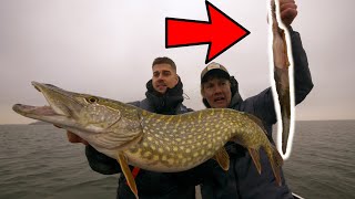 GROTE SNOEK KOTST PALING UIT! (🤮VIES) - VLOG 70