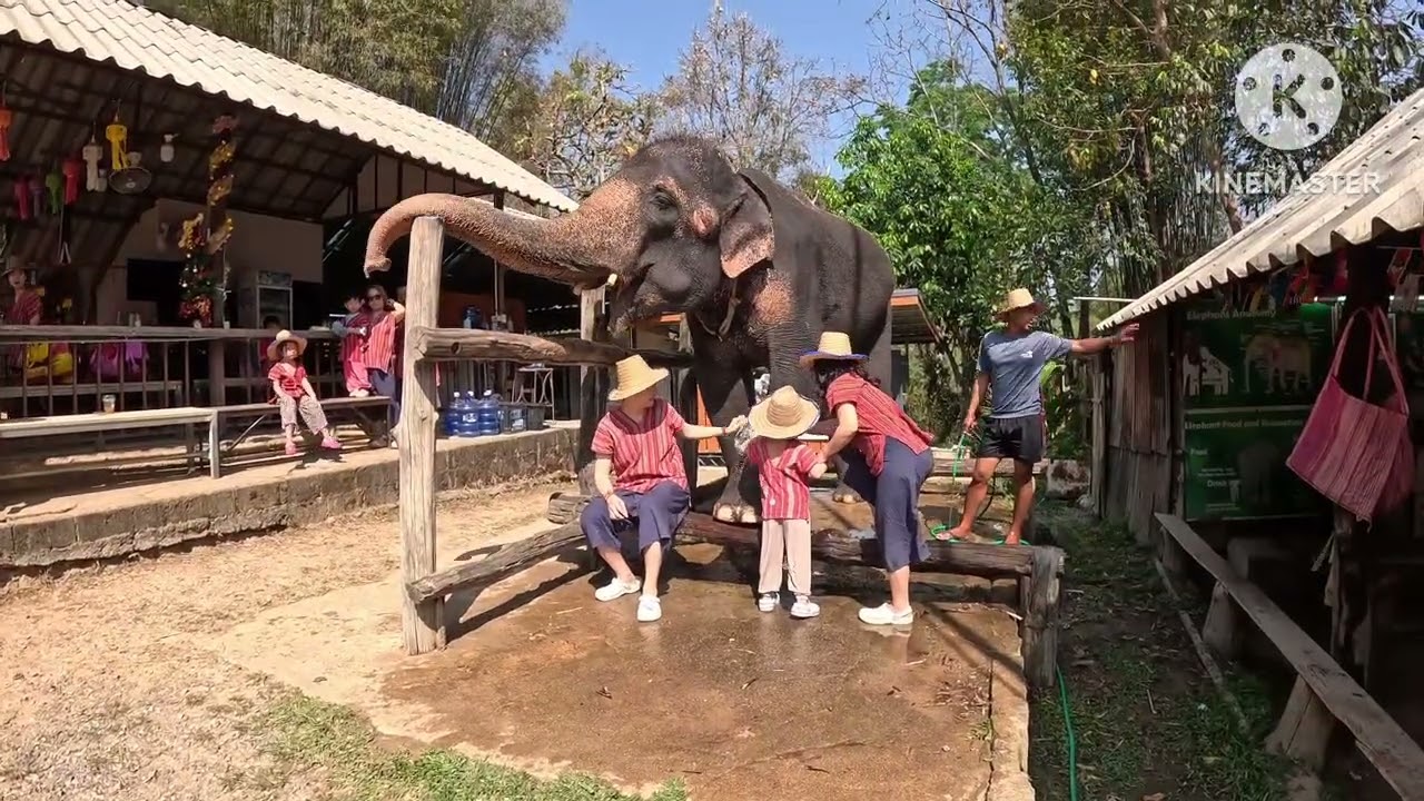 กิจกรรมเลี้ยงช้าง elephant care Program EP01#03#2026 Team south korea