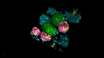 Synthetic organelle inside cells / Die synthetische Organelle in Zellen