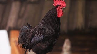 best rooster sound