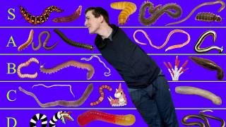The Worms Tier List (Part 5)