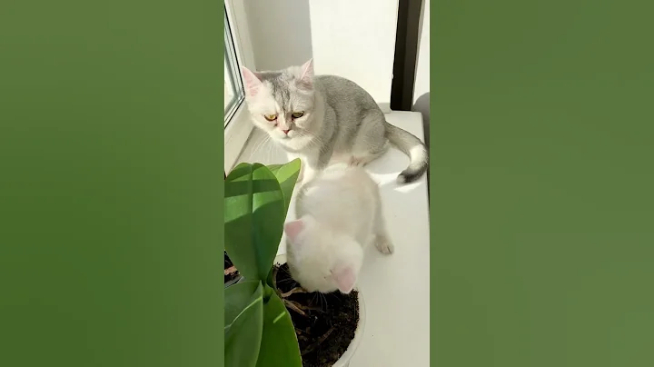 Watch the video about British Kittens Of Cat Kylie #kyliecatkittens #kitten #cat #cutecat #britishcat #catlover #kitty