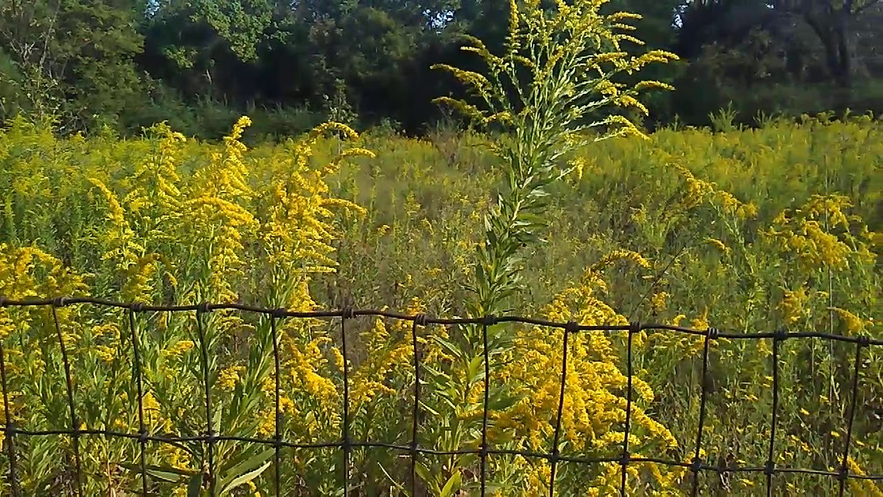 HEALING PLANTS GOLDENROD YouTube