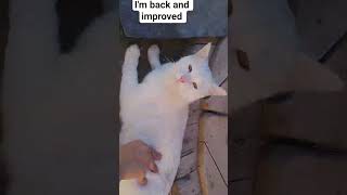 i'm back and improved #cat #vlog #kitten suscribe!!!