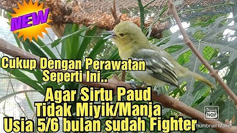Cara Perawatan Burung Sirtu Paud Agar Tidak Manja & Miyik
