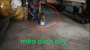 Võ Văn Luân : cách bẫy mèo hoạt động  , bắt và thả mèo ntn