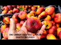 ANJIR SHAFTOLİNI LISSISI KOʻCHATLARI BOR+998959515353+998908411161+998913971818  boğ yaratish hizmti