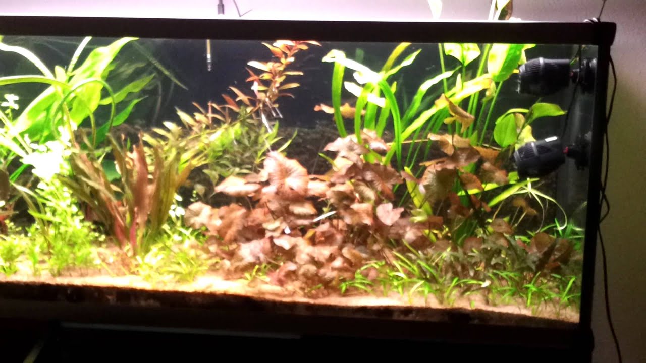 Koralia Evolution 2800l/h - 530l aquarium