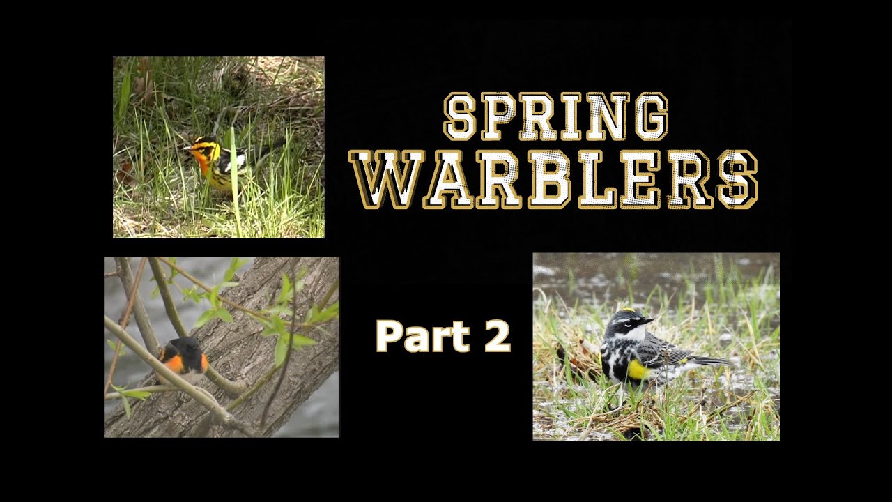 Spring Warblers: Part 2