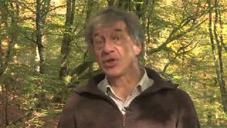 Forêts du Morvan - Crowdfunding Chat sauvage