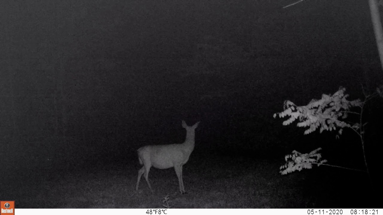 Deer and Owl YouTube