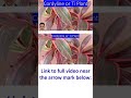 Cordyline or Ti Plant