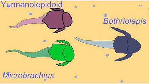 the evolution of fossil fish through a series of transitional intermediates