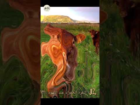 البقرات الحمر عند اليهود ما السر