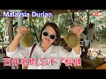 Malaysia Durian 原住民在大芭(森林 )种植的百年老树,忘不了榴槤,Wasabi(芥末)榴槤,苦王榴槤,你有听过这些品种吗?每个品种让你吃了忘不了