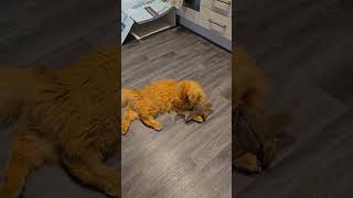Interactive USB Rechargeable Cat Toy with Chirping Bird Sounds – Motion Sensor Fun Toy
