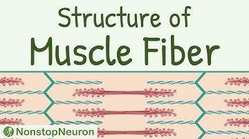 Structure of a Skeletal Muscle Fiber || Sarcomere, Thick filament, Thin filament, Actin, Myosin etc