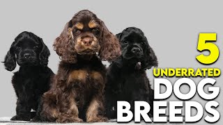 Top 5 Underrated Dog Breeds You Need to Know About