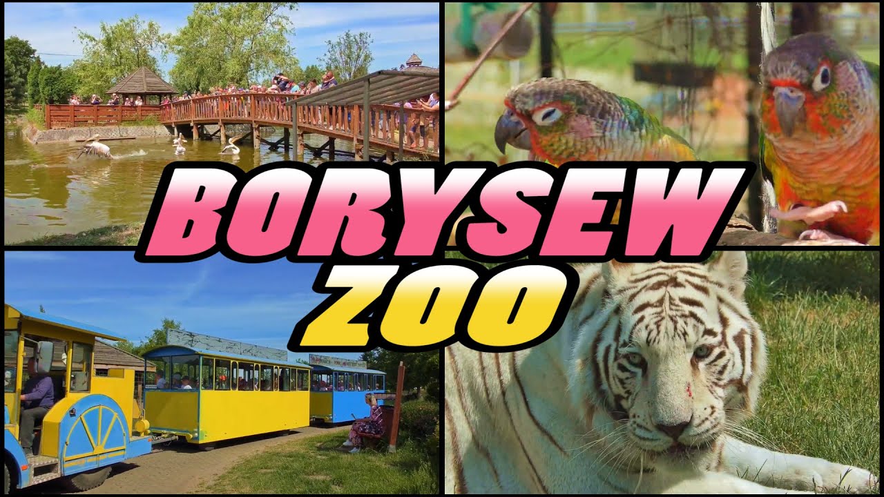 ZOO SAFARI BORYSEW Poland (4k) YouTube
