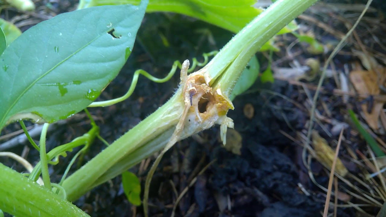 Squash variety vine borers cant kill & conquering fears YouTube