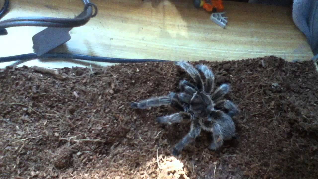 Rose Haired Tarantula eating! YouTube