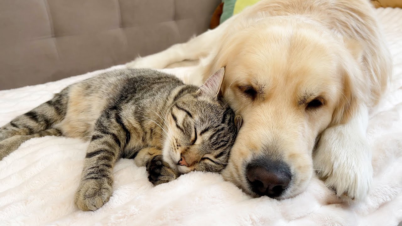 Cute Cat Won't Sleep Until He Cuddles with His Golden Retriever YouTube