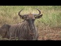 Wildebeest - Kruger National Park