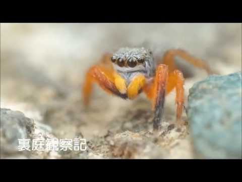 カタオカハエトリ (Euophrys kataokai) [ハエトリグモ]