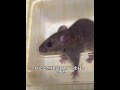 拾った優しさを獲物で返す：サバトラ猫が教えてくれた純粋な絆#犬 #動物世界 #動物 #面白い #funny