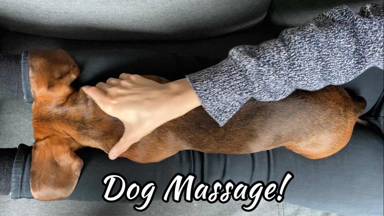 Giving mini dachshund a dog massage (super relaxing and cute!)