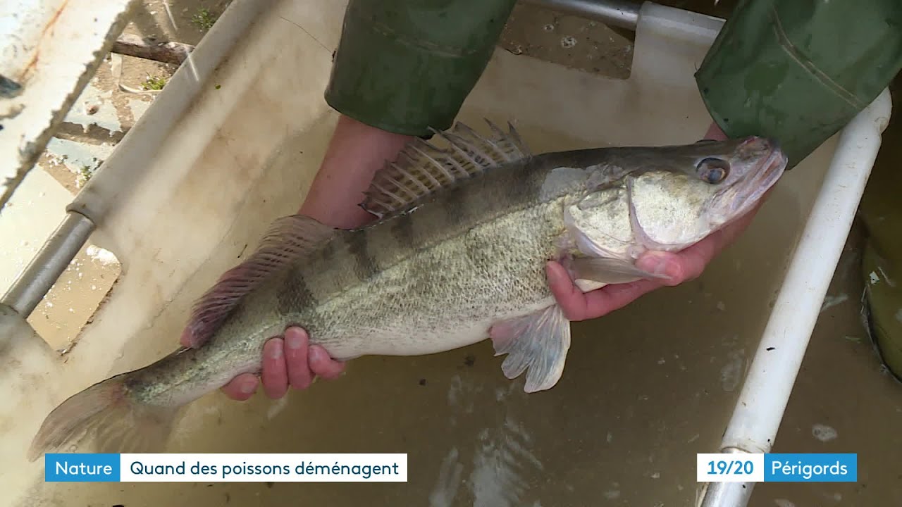 L'étang de Neufont vidé de ses poissons