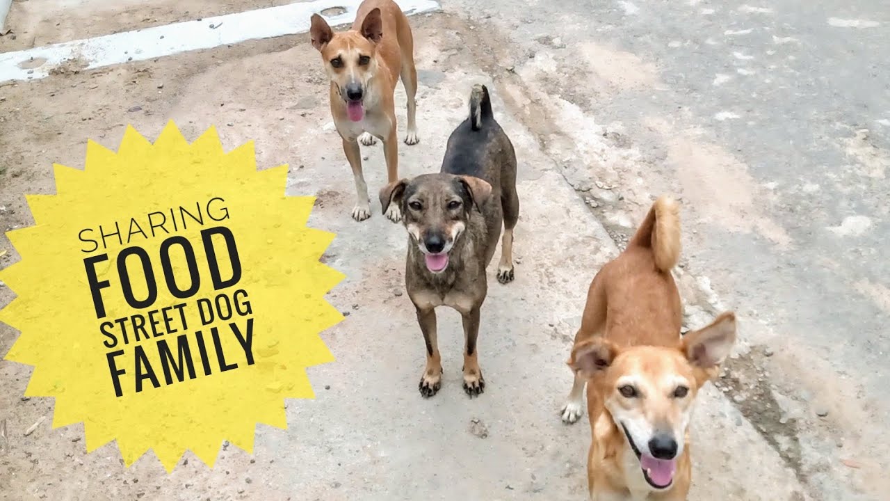 sharing a dog with another family