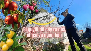 63. Bí quyết tỉa cành để táo, cherry, lê Nhật, ...ra hoa trái sum xuê II Healing with nature