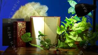 Canon 7D H.264 vs RAW Video (Magic Lantern alpha)
